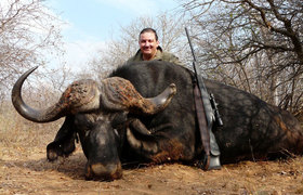 Cape Buffalo 2