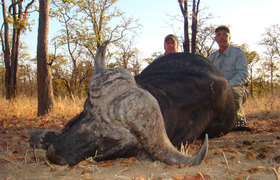 Cape Buffalo 3