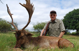 Fallow Deer 1