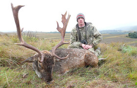 Fallow Deer 2