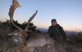 Fallow Deer 3