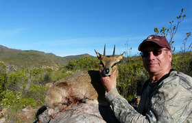 Klipspringer 2