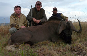 Wildebeest Black 1