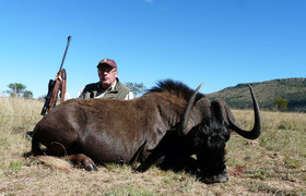 Wildebeest Black 2