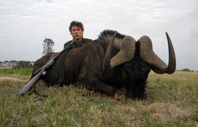 Wildebeest Black 3