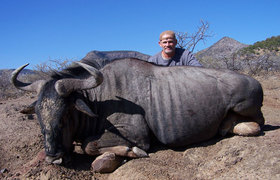 Wildebeest Blue 1