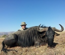 Platt Blue Wildebeest