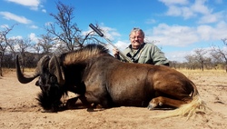 Black Wildebeest   Main Picture