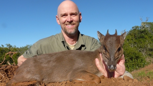 Blue Duiker