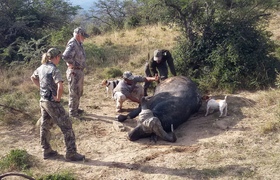 Thia   Steve Jones Cape Buffalo