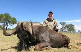 Black Wildebeest