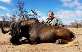 Black Wildebeest   Main Picture