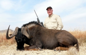 Black Wildebeest