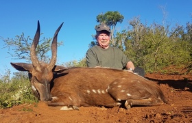 Bushbuck 3